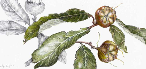 Medlar Fruit