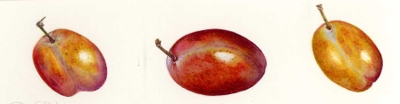 Victoria Plums